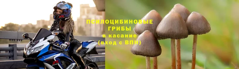 магазин продажи наркотиков  Дубна  Галлюциногенные грибы MAGIC MUSHROOMS 